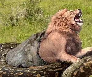 دیدنی های حیات وحش؛ مارهای پیتون غول پیکر و تا حدی کله خر که شیر می خورن