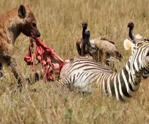 مستند حیات وحش / فروپاشی خانواده خر راه راه برابر کفتارهای بی صفت