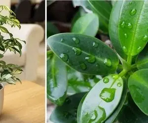 راهنمای نگهداری از گیاه شفلرا / رعایت این نکات طلایی حال گلت رو خوب میکنه