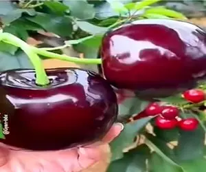 کشاورزی نوین؛ گیلاس پرورش دادن هر دونش چند کیلوعه برا بلند کردنش به هن هن افتادن