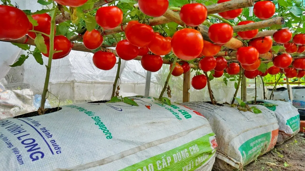 کشاورزی خلاقانه؛ باغچه نداری توی گونی گوجه فرنگی بکار محصول تپل مپل درو کن
