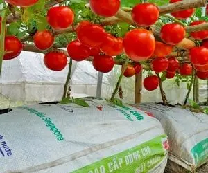 کشاورزی خلاقانه؛ باغچه نداری توی گونی گوجه فرنگی بکار محصول تپل مپل درو کن