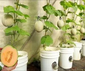 کشاورزی بدیع؛ تخم خربزه رو با یه ترفند کاشت ظرف یک هفته رشد کرد هر کدوم 102 کیلو