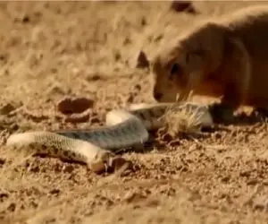 مستند حیات وحش؛ سنجاب شجاع مار را میکشد