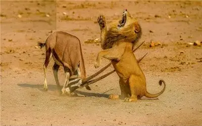 نارام زیان؛ شیر فلک زده به خودش غره شد شاخ طعمه دلشو شکافت