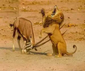 نارام زیان؛ شیر فلک زده به خودش غره شد شاخ طعمه دلشو شکافت