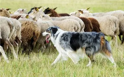 ذکاوت حیات وحش/هوش بینظیر گوسفند برای نجات جون گله خودشو فدا میکنه