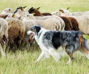 ذکاوت حیات وحش/هوش بینظیر گوسفند برای نجات جون گله خودشو فدا میکنه