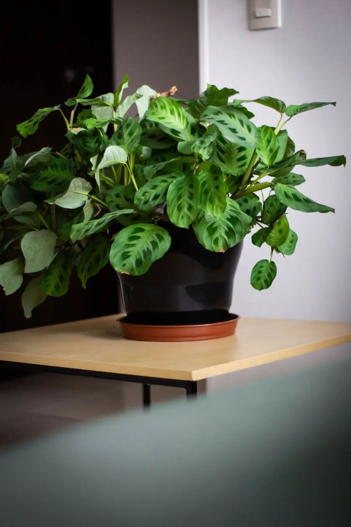 pexels-jardindeneko-32724560