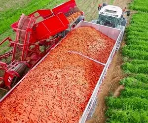 کشاورزی نوین؛ ماشینای پیشرفته کشاورزی در مزرعه هویج آمریکا که ببینید حیرت میکنید