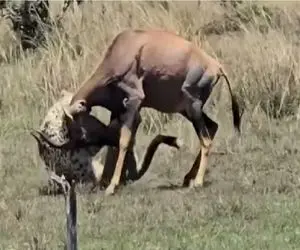 مستند حیات وحش / استقامت آهو در مقابل نیروی وحشیانه پلنگ کَنه