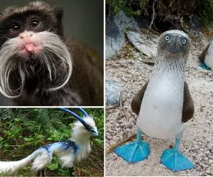 حیات وحش؛ حیوانات عجیبی که بخاطر سبیل و پاهاشون معروفن مگه بامزه تراز ایناااهم هست؟