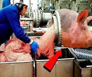 فرآوری خوک؛ بدن خوک و گذاشتن تو دستگاه چرخ بشه واسه سوسیس سرش هم بشه کله پاچه