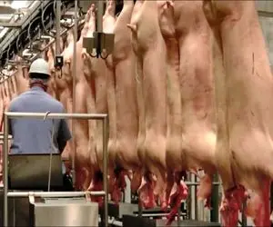 فرآوری خوک؛ خوک قلمبه صورتی و از آتیش رد کردن بردن سلاخخونه پپرونی تولید کردن