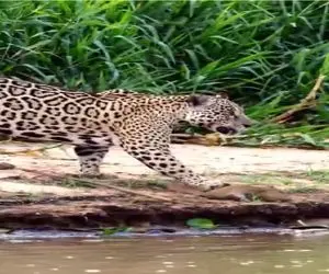 مستند حیات وحش؛ پلنگ سمور رو زیر پنجه له کرد به نیش بکشه