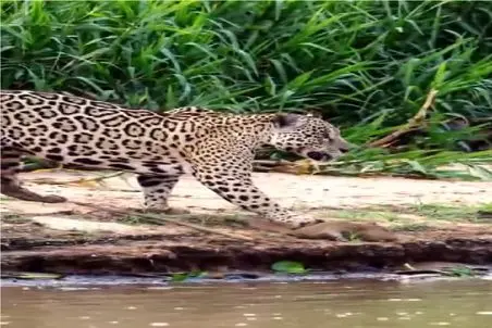 مستند حیات وحش؛ پلنگ سمور رو زیر پنجه له کرد به نیش بکشه