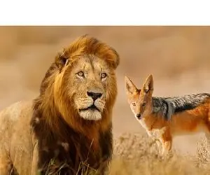 مستند حیات وحش؛ پرو بازی شغال مقابل شیر با اینکه مثل سگ ازش میترسه