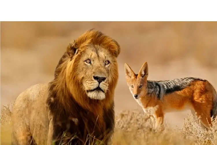 مستند حیات وحش؛ پرو بازی شغال مقابل شیر با اینکه مثل سگ ازش میترسه