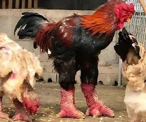 کارخانه حیوانات؛ با ترکیب هورمون خوک و خروس پرنده ساختن دو جنسه که هرکول شده