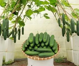 کشاورزی نوین؛ با یونولیت جعبه درست کرده توش خیار کاشته کلی محصول داده