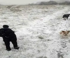 بازی فکری؛ اگه نتونی سگ سوم رو تو تصویر پیدا کنی حتما یه چشم پزشکی برو