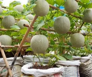 کشاورزی نوین؛ نحوه کاشت طالبی توی گونی با نصب داربست