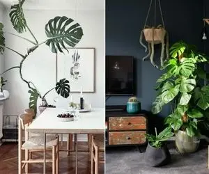 گیاه های برگ پهن / با اینا میتونی یه تیکه از آمازون رو وسط پذیراییت داشته باشی