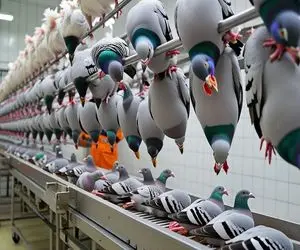 کارخانه حیوانات؛ میلیون ها کبوتر برای تولید گوشت و مسابقات رقابتی پرورش می یابند