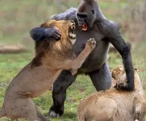 مستند حیات وحش؛ عاقبت دسته و پنجه نرم کردن با دشمن اشتباهی گریبان گیر بود