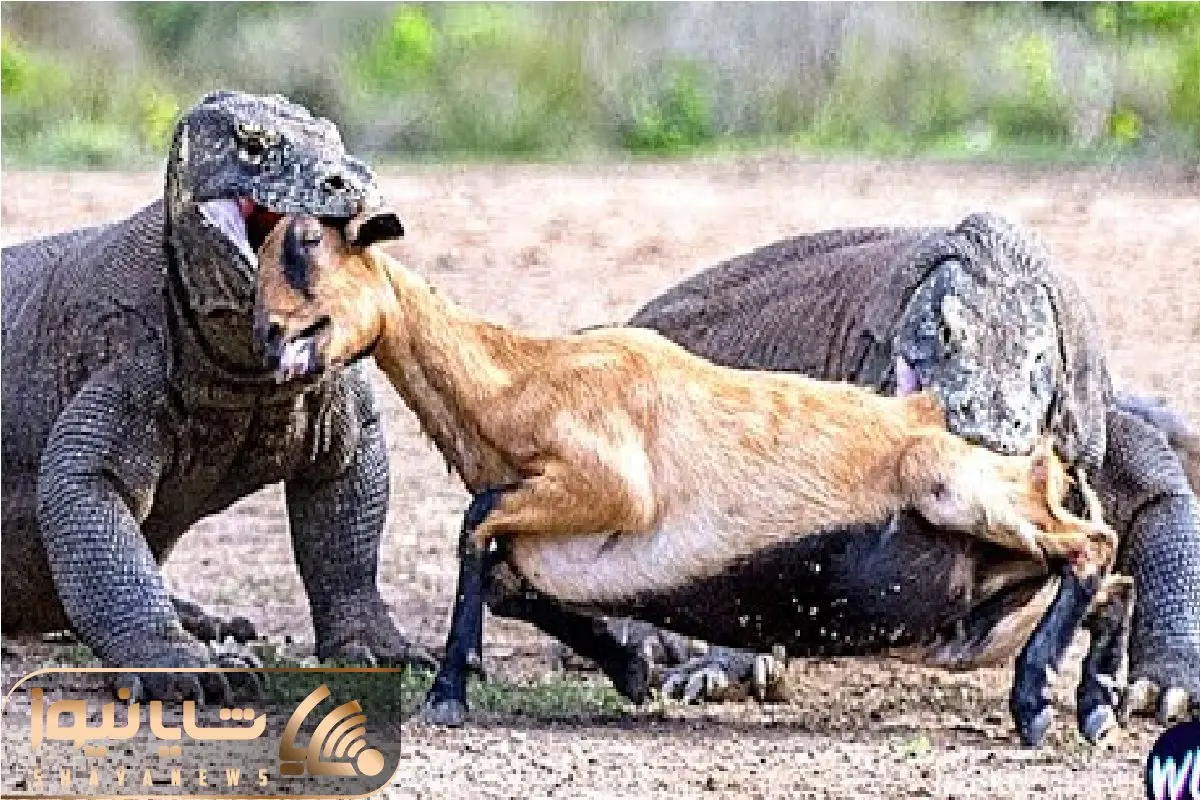 مستند حیات وحش؛ کومودوهای سفاک بره نگون بخت از وسط نصف کردن هرکی یه ورو بلعید