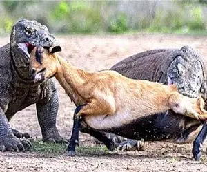 مستند حیات وحش؛ کومودوهای سفاک بره نگون بخت از وسط نصف کردن هرکی یه ورو بلعید