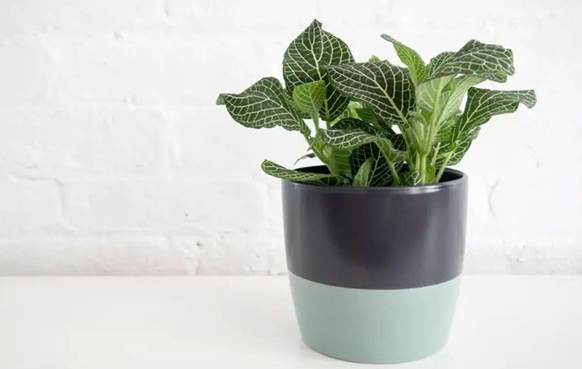 Fittonia-plant-maintenance-07