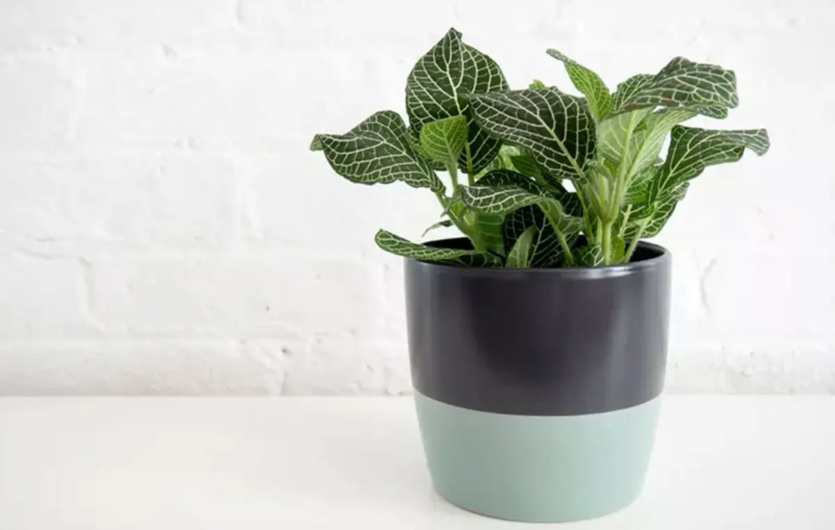 Fittonia-plant-maintenance-07