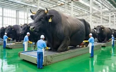 فرآوری گاو؛ به گاو زندگی لاکچری میدن برا رسیدن به گوشت با چربی متوازن و بافت نرم