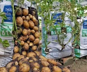 ایده های خلاقانه؛ چجوری تو گونی سیب زمینی بکاریم؟ یه ترفند طلایی واسه آبیاری قطره ایش