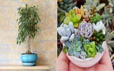 آپارتمان کوچک دارید؟ / این ۷ گیاه کم‌ جا و همیشه‌ سبز را از دست ندهید