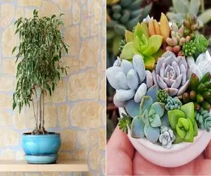 آپارتمان کوچک دارید؟ / این ۷ گیاه کم‌ جا و همیشه‌ سبز را از دست ندهید