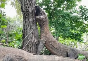 مستند حیات وحش؛ کومودو ازازیل سر خوک فشار داد به درخت جا بشه تو شکمش