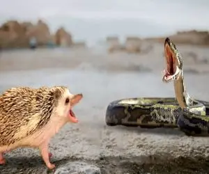 مستند حیات وحش؛ جوجه تیغی ریز و تیز کبری نشوند سرجا