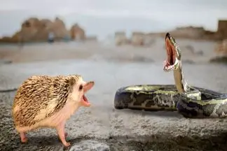 مستند حیات وحش؛ جوجه تیغی ریز و تیز کبری نشوند سرجا