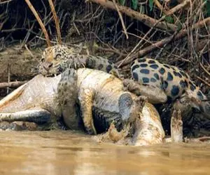 بدایع حیات وحش؛ پلنگ بدسگال وسط برکه بعد ابتر کردن تمساح مصلوب نشست تناول کرد