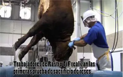 فرآوری گاو؛ کاهش درد ذبح گاو با ابزارآلات پیشرفته برای داشتن گوشت شکیل