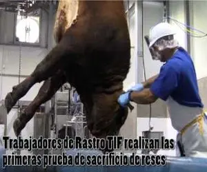 فرآوری گاو؛ کاهش درد ذبح گاو با ابزارآلات پیشرفته برای داشتن گوشت شکیل