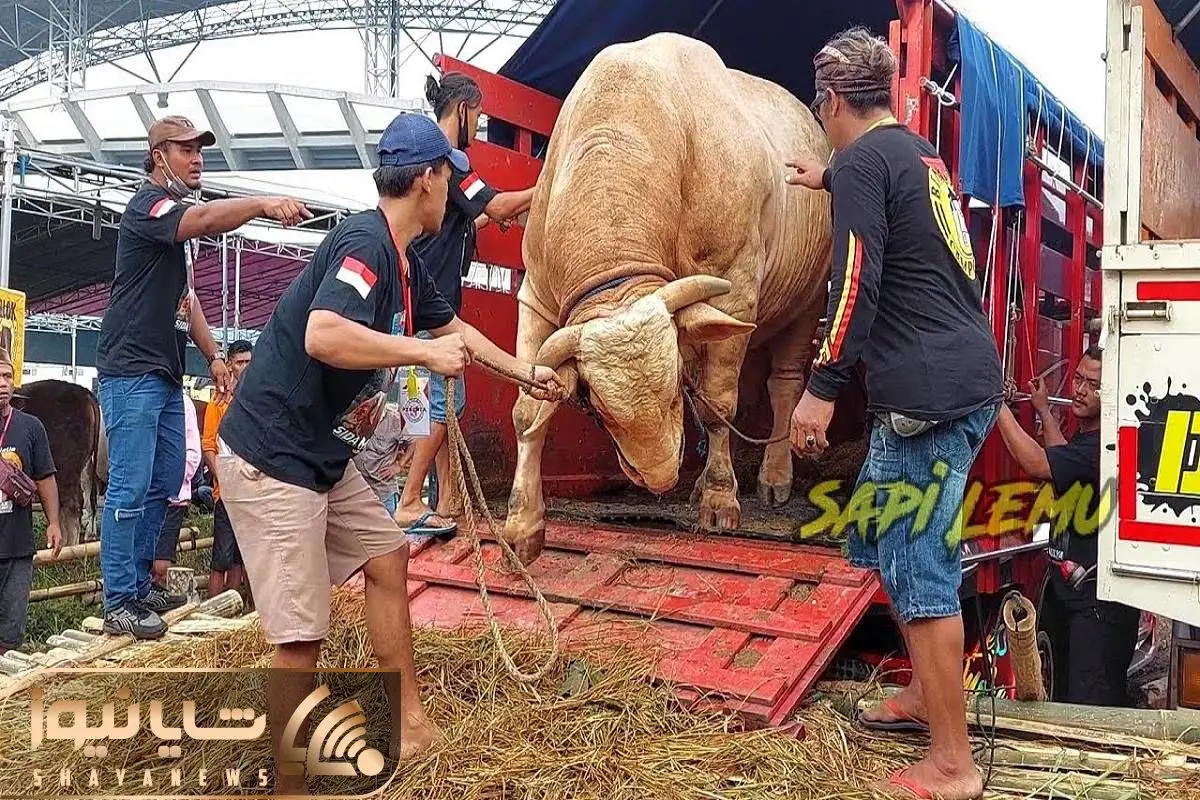 گاو باورنکردنی؛ گاو روزی ۶ بار شیر میده هر ماه ۶ متر شاخشو اره میکنن برا چاقو