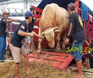 گاو باورنکردنی؛ گاو روزی 6 بار شیر میده هر ماه 6 متر شاخشو اره میکنن برا چاقو