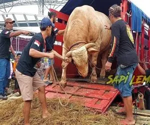 گاو باورنکردنی؛ گاو روزی 6 بار شیر میده هر ماه 6 متر شاخشو اره میکنن برا چاقو