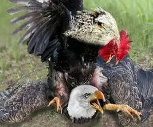 شاهکار حیات وحش؛ خروس مذبوحانه چشم عقاب رو درآورد تا دیگه جوجه ها رو دید نزنه