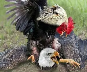 شاهکار حیات وحش؛ خروس مذبوحانه چشم عقاب رو درآورد تا دیگه جوجه ها رو دید نزنه