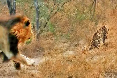 مستند حیات وحش/ شیر نر؛ پلنگ