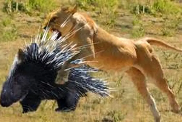 مستند حیات وحش؛ جوجه تیغی به شیر میفهمونه که جیزه